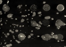 Yeasts on a protein diet: Scientists decode the mechanism behind this